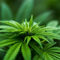 The Hartford Business Journal Presents: The Business of Cannabis 2021