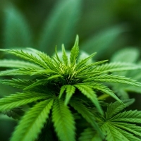 Alzheimer's, Dementia & Cannabis 2021