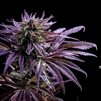 Cannabis & Mind-Body Healing