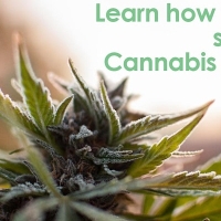 Cannabis Business Seminar May 2022 - can I still get in the cannabis industry? 
