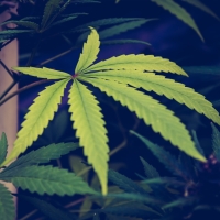 Future Cannabis Strategies Europe 2023