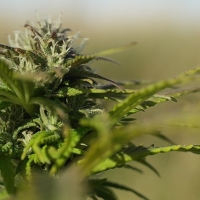 6th International Conference on Cannabis and Medicinal Research 2023