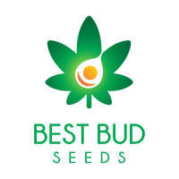 Best Bud Seeds