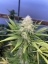 Northern Roots CBD, LLC
