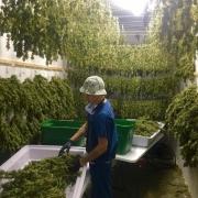 global green